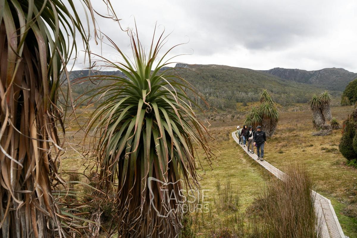 Shore Excursion - Cradle Mountain Day tour