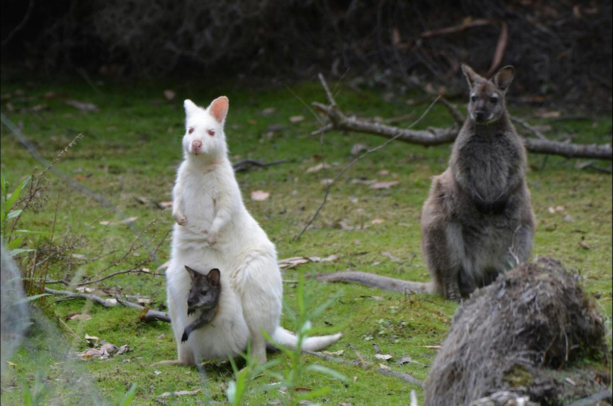 The Illusive Albino wallaby