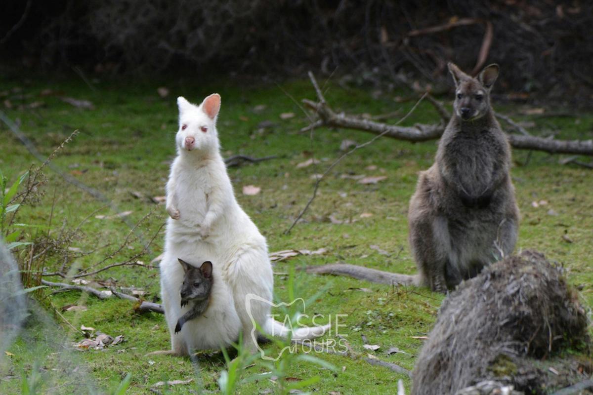 5 Day Island Icons Day Tour Bundle - Cradle Mountain, Wineglass Bay, Port Arthur, Bruny Island, and