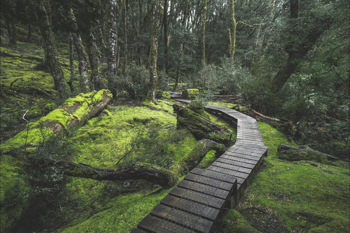 Shore Excursion - Cradle Mountain Day tour