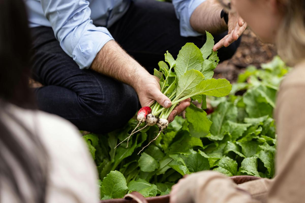 Beautiful organic radishes harvested by our guests for their cooking experience