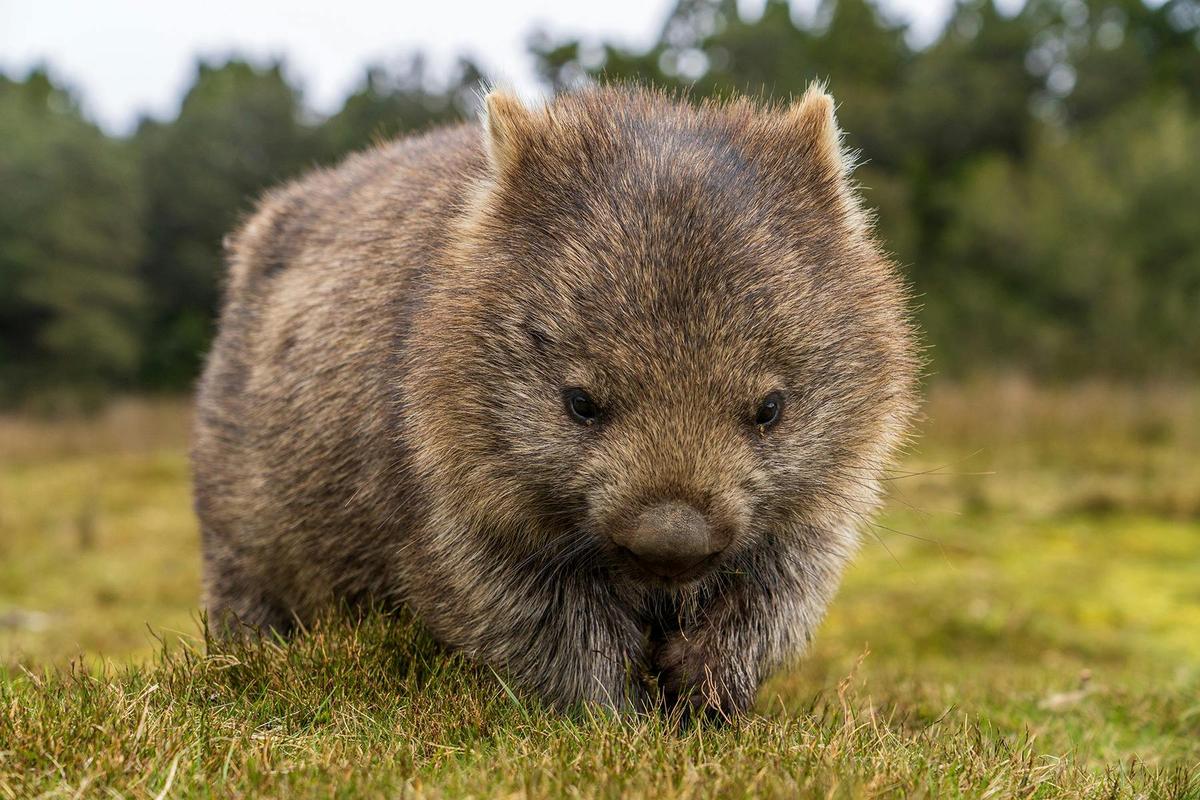 Cradle Mountain Signature Walk