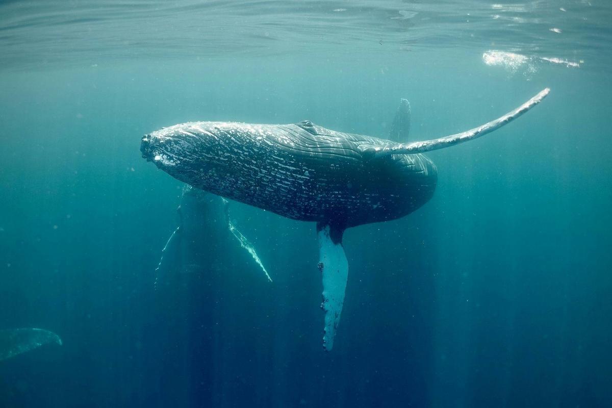 Wildlife, Caves & Sea Cliffs Cruise