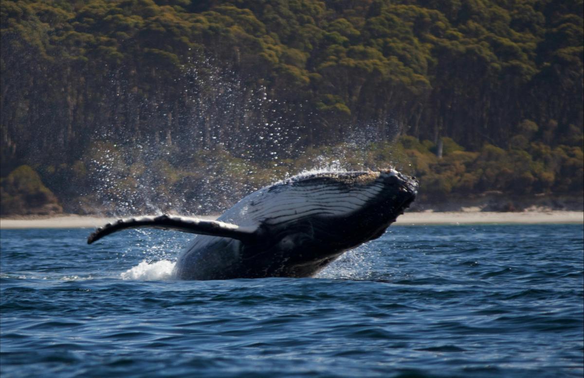 Humpback Whale Calf breaching in front of our boat
