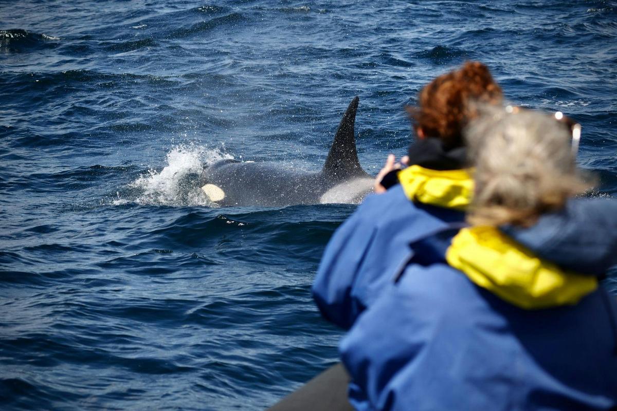 Orca watching