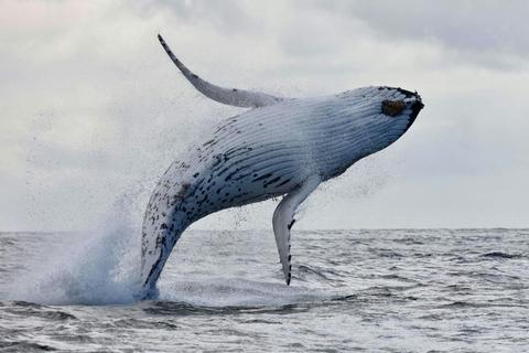 Wildlife, Caves & Sea Cliffs Cruise