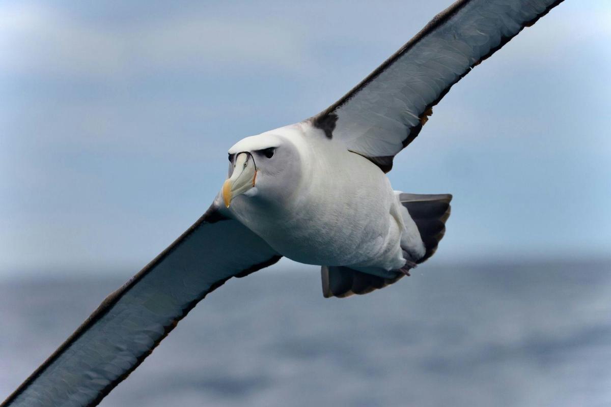 Wildlife, Caves & Sea Cliffs Cruise
