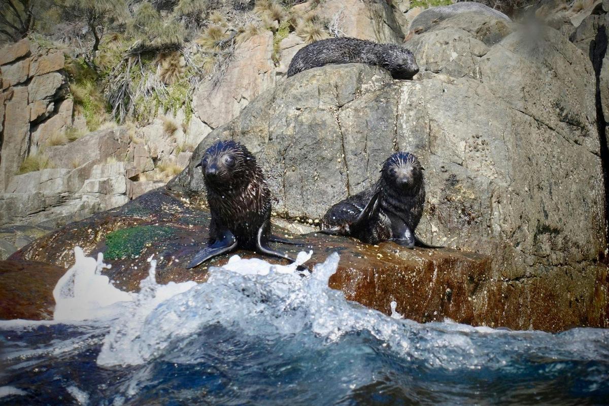 Wildlife, Caves & Sea Cliffs Cruise