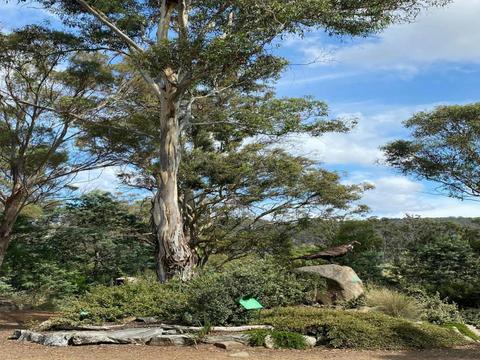 Tasmanian  Bushland Garden
