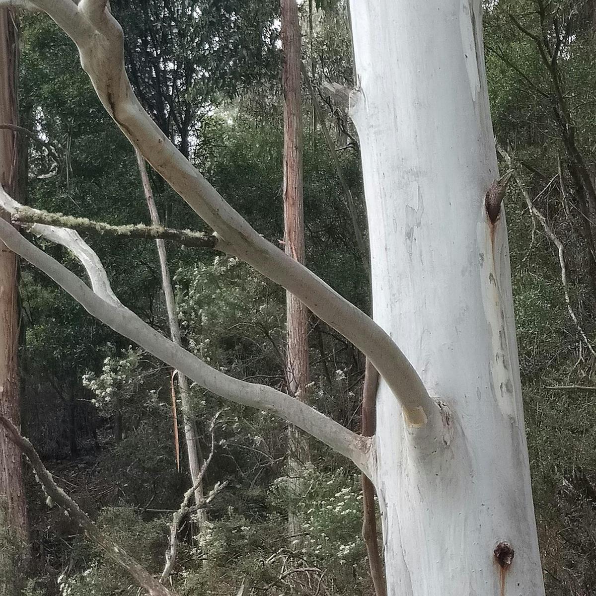 Huon valley Priority protected vegetation
