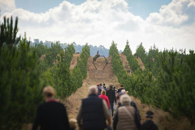 Sugar Pines, Bago State Forest