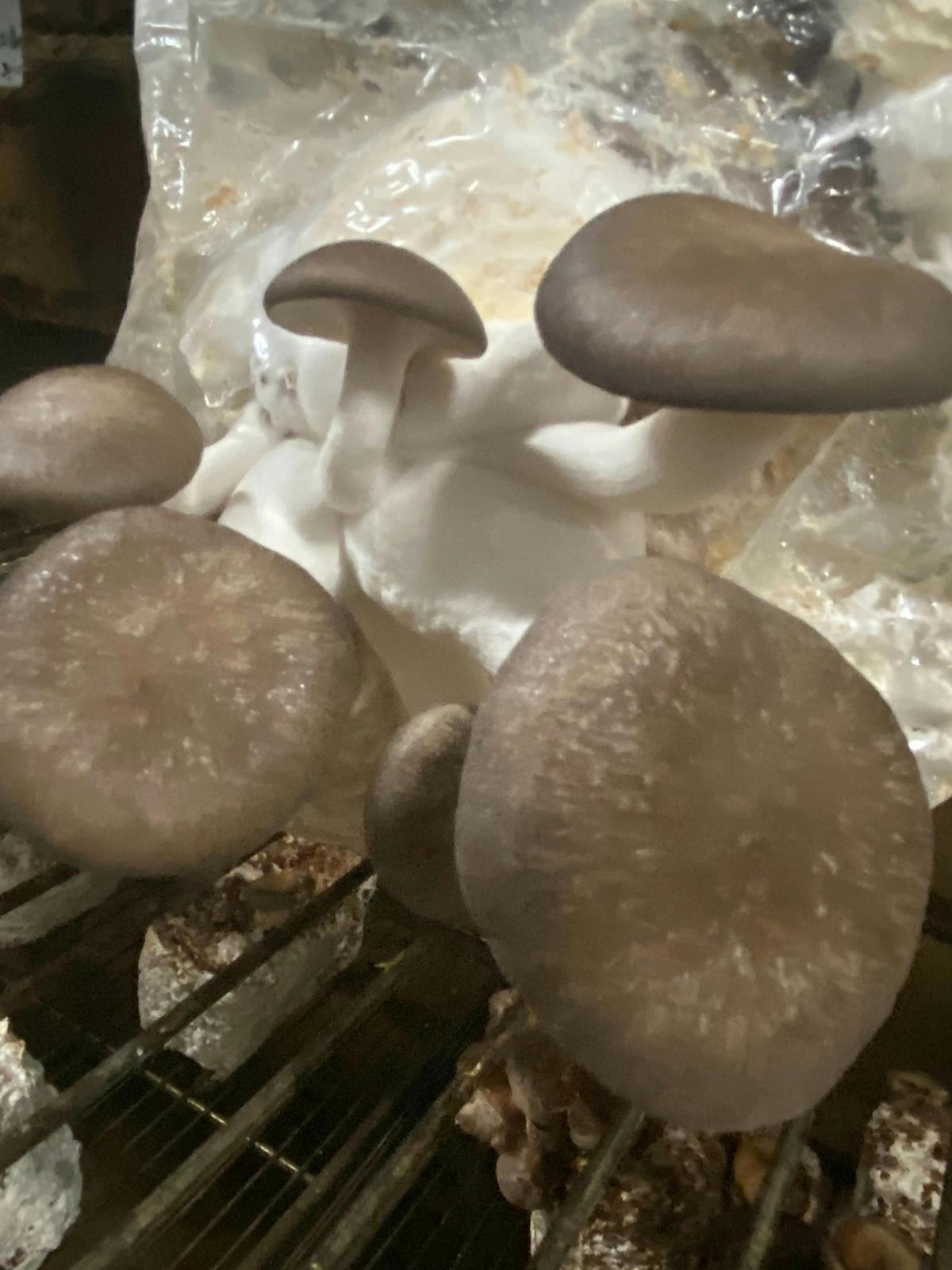 Black king Mushrooms