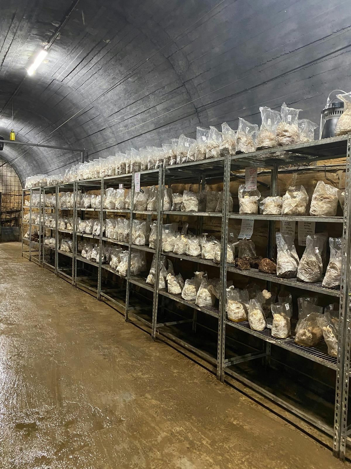 Mushroom racks in the tunnel
