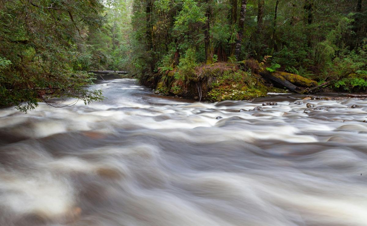 Tarkine Rainforest Expedition