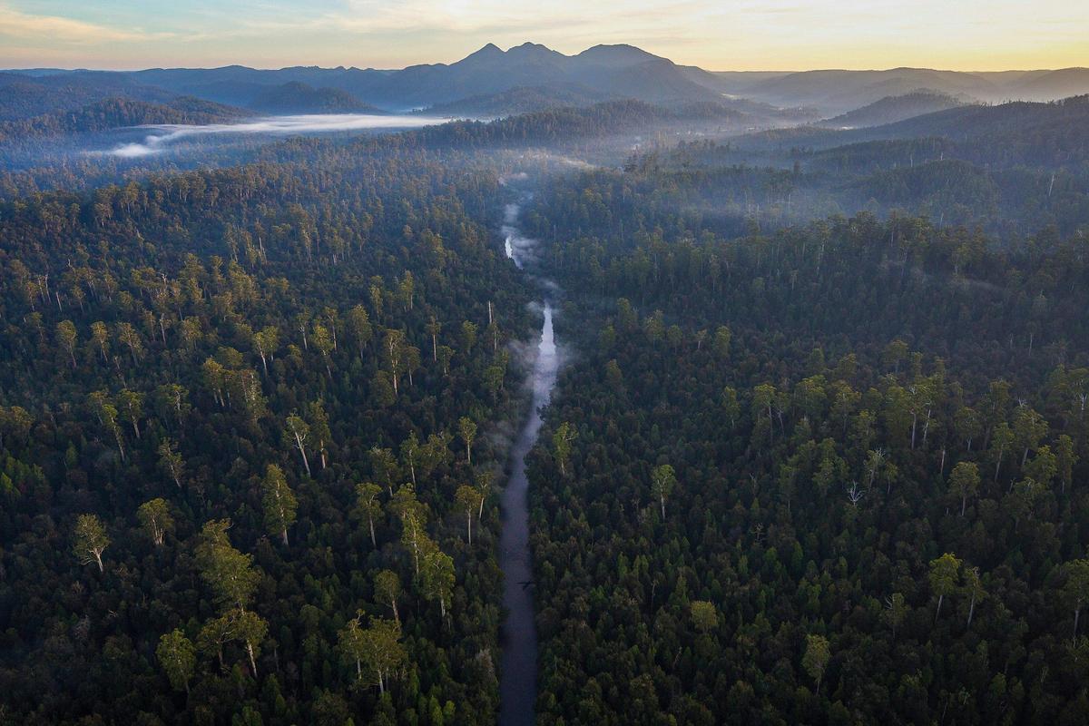 Tarkine Rainforest Experience