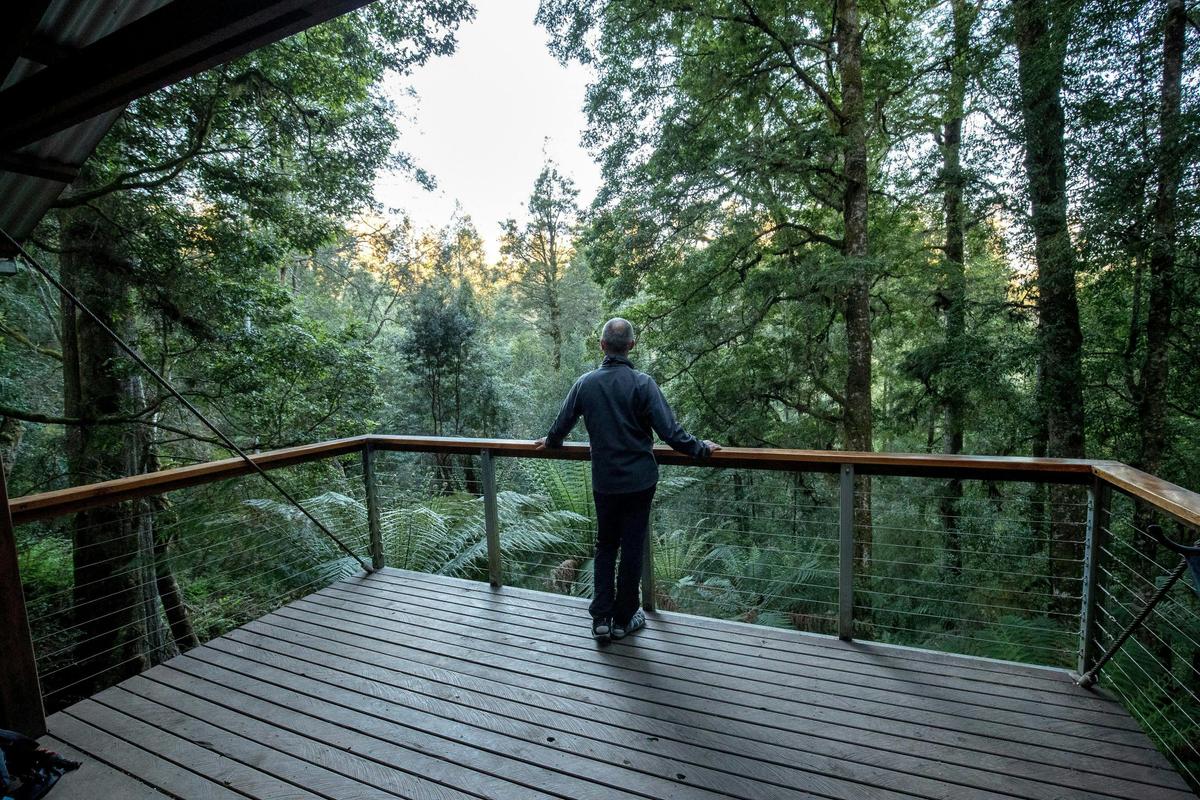 Tarkine Rainforest Experience