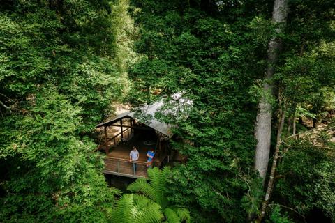 Tarkine Rainforest Experience