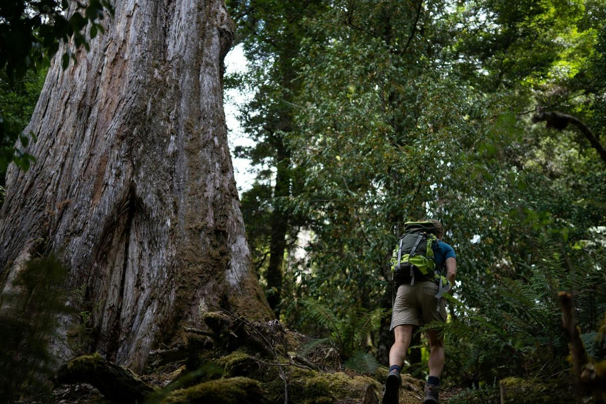 Tarkine Rainforest Experience