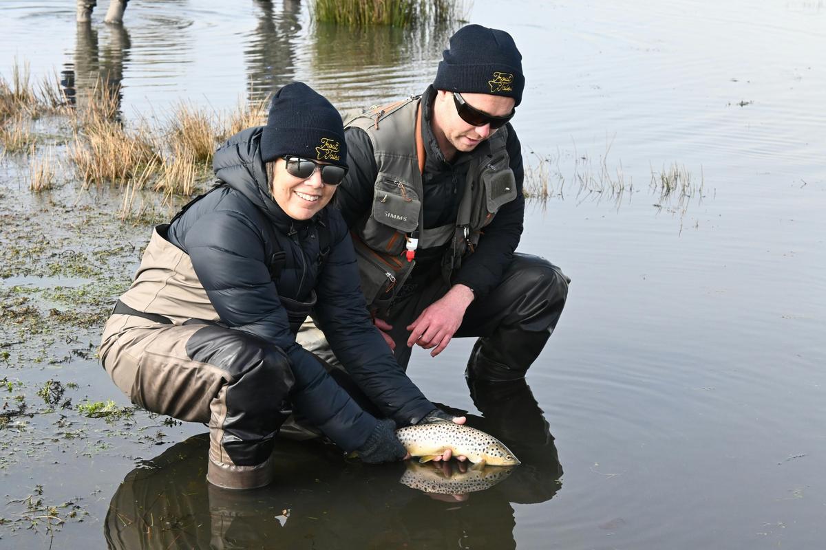 Tasmanian brown trout