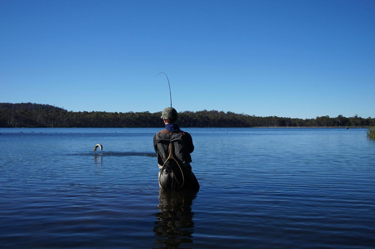Dry fly fishing in Tasmania