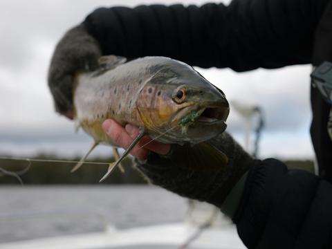 Two Day Fly Fishing Tour In Tasmania