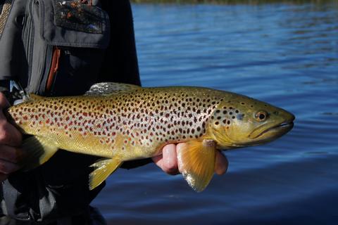 Five Day Fly Fishing Tour In Tasmania