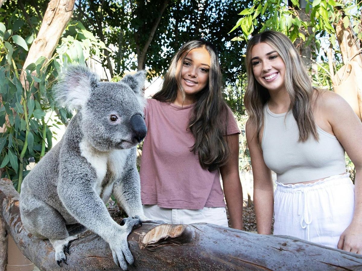 Koala