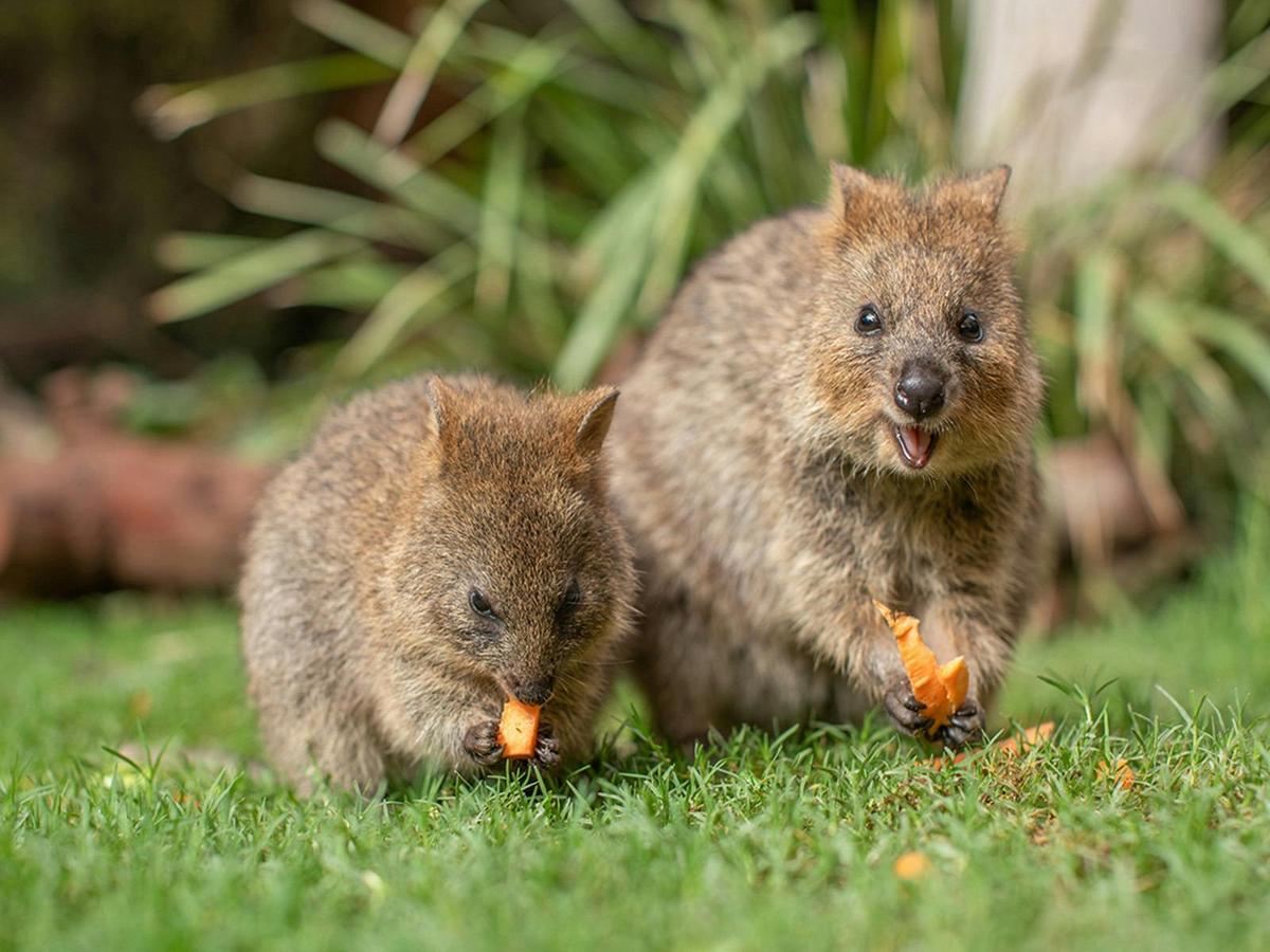 Quokka