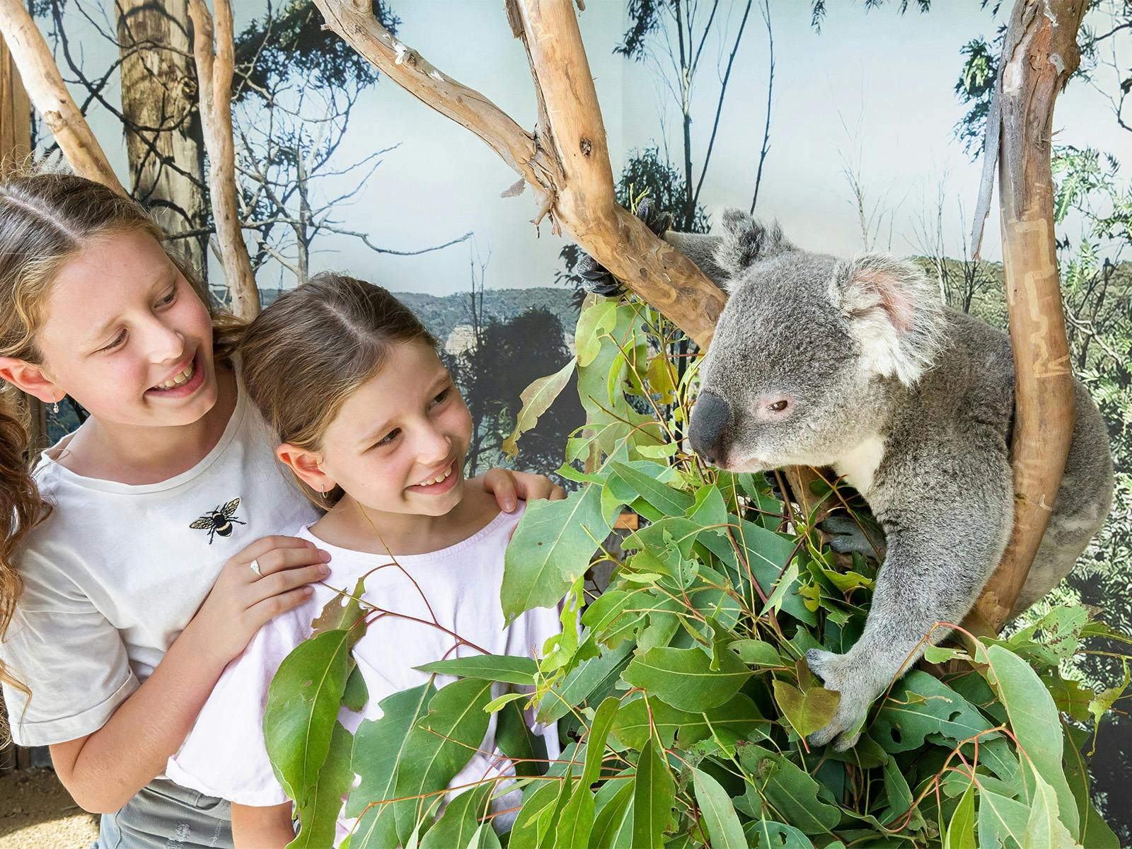 Koala trail experience at Sydney Zoo