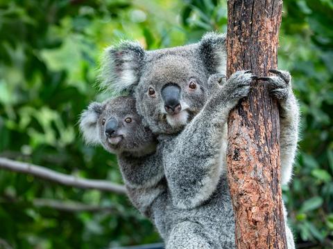 Sydney Zoo