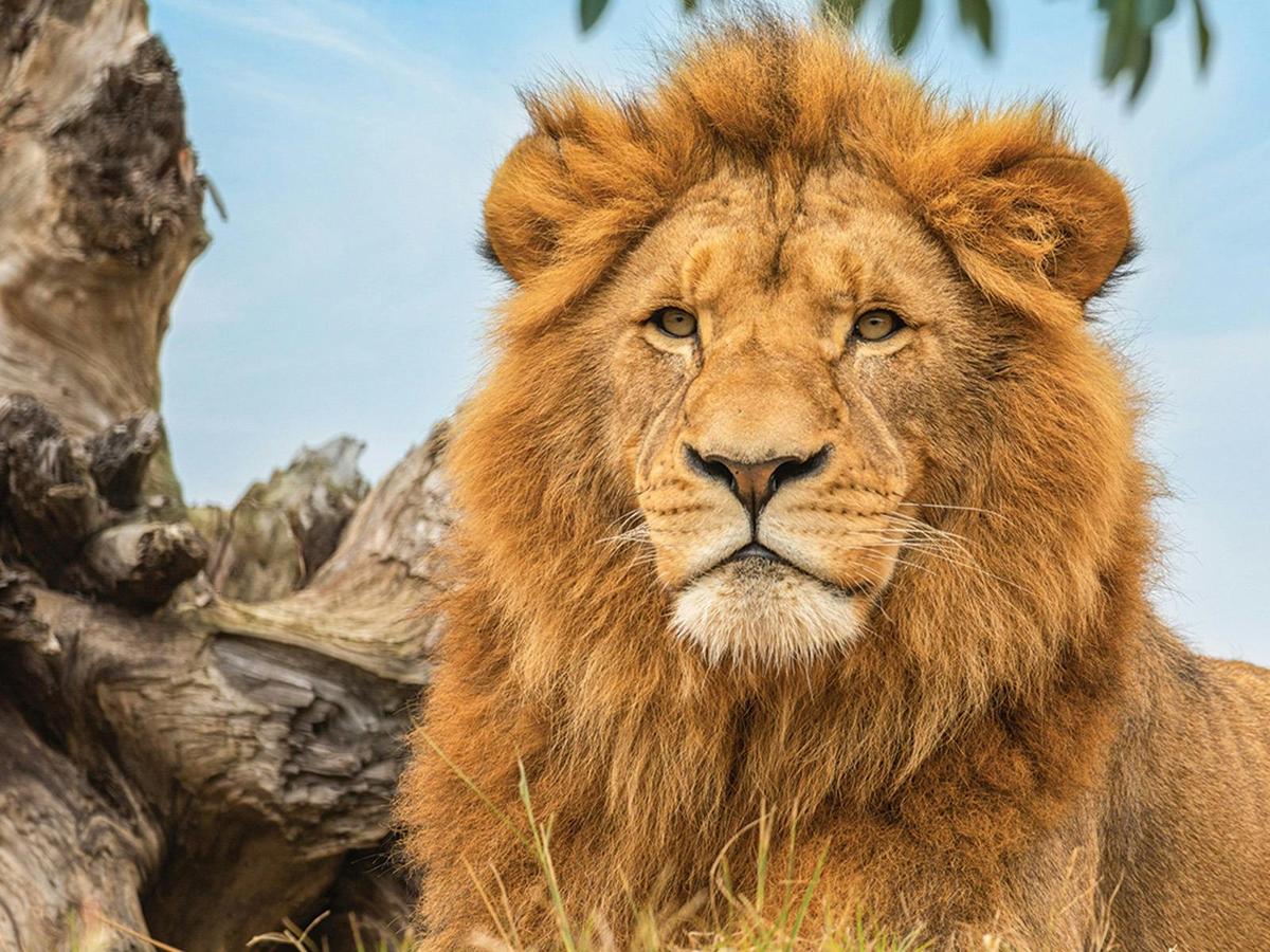 Lion