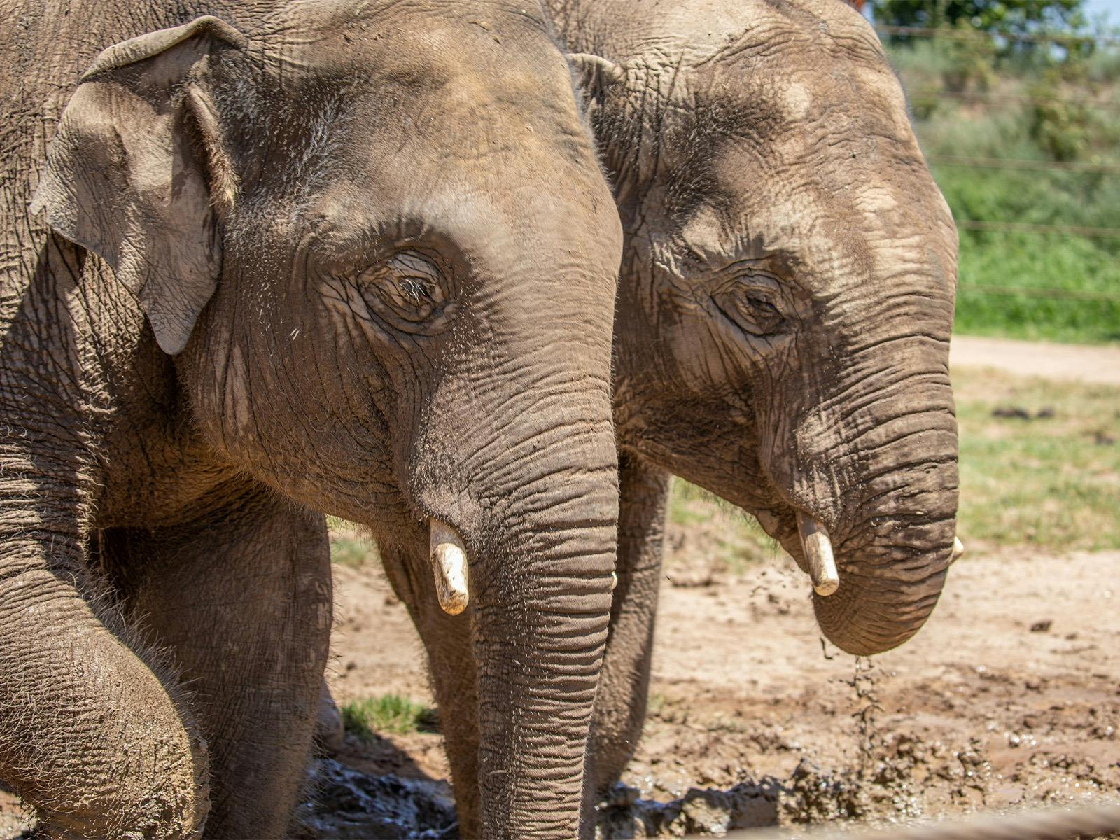 Kavi & Ashoka - the elephants at Sydney Zoo