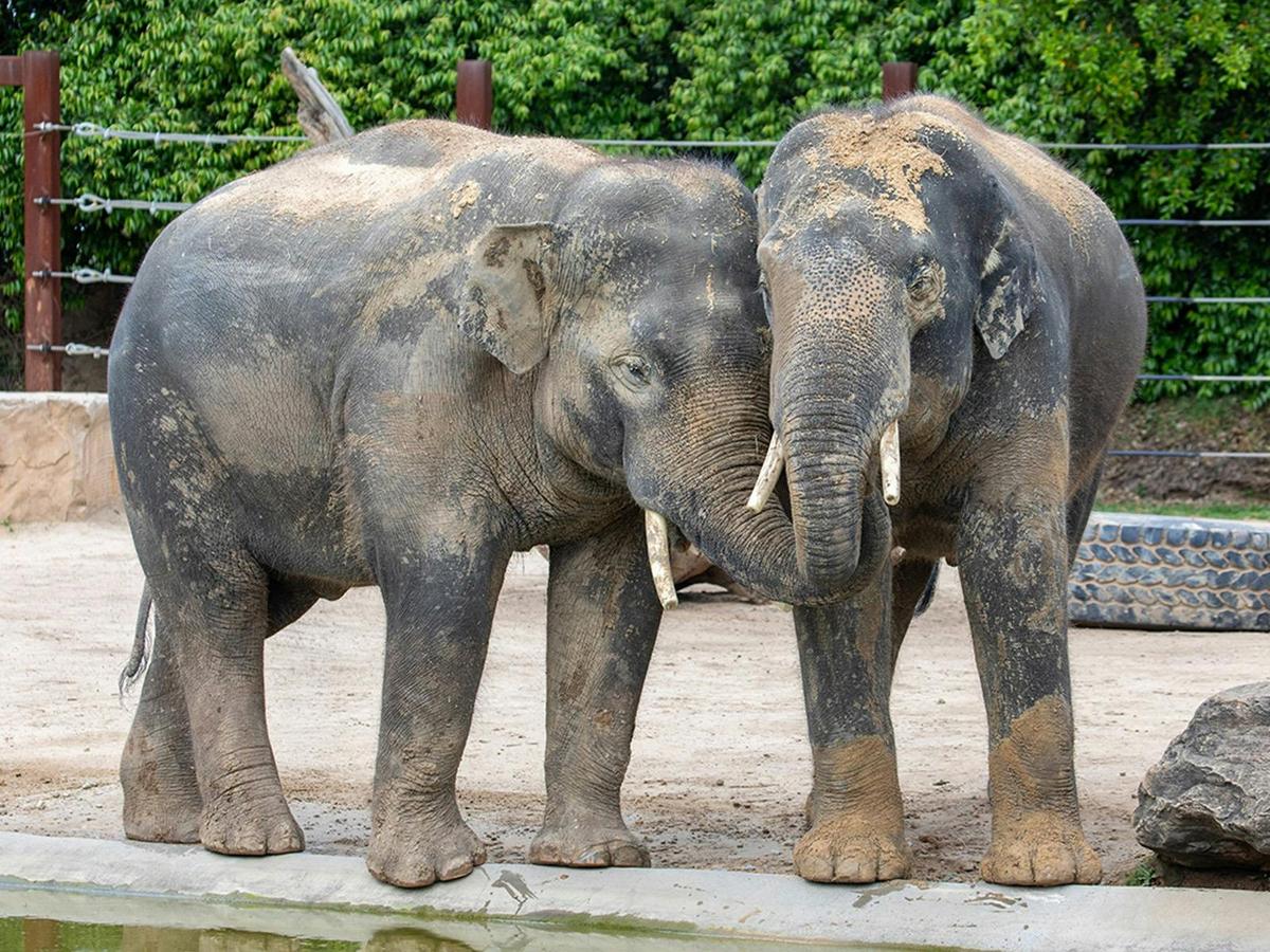 Elephant