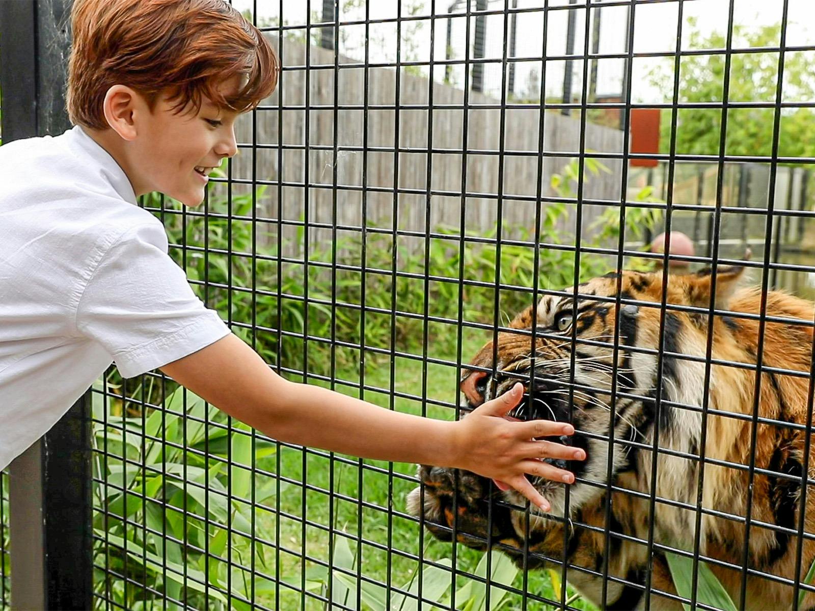 Tiger feed encounter at Sydney Zoo