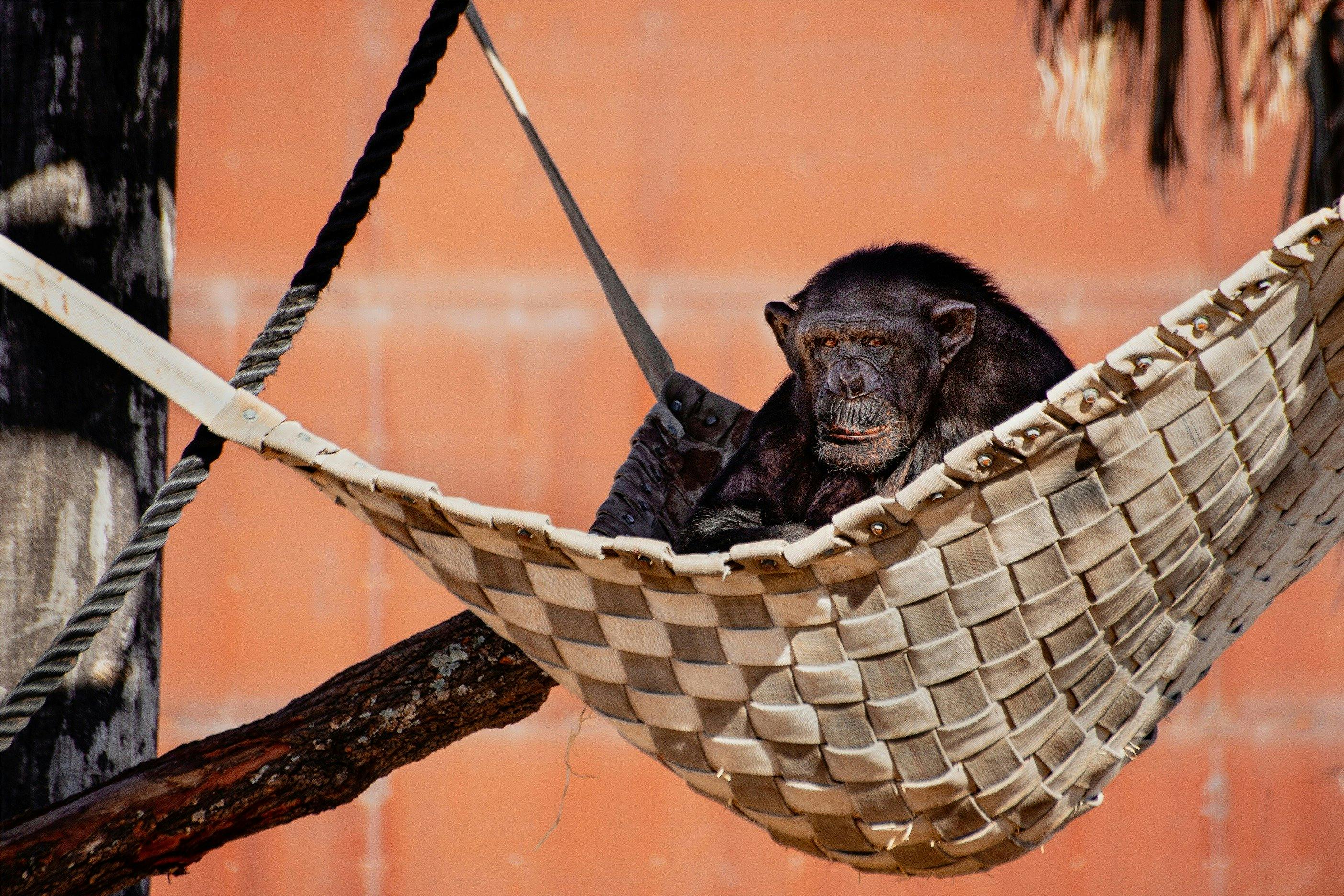 Chimp relaxing at Sydney Zoo