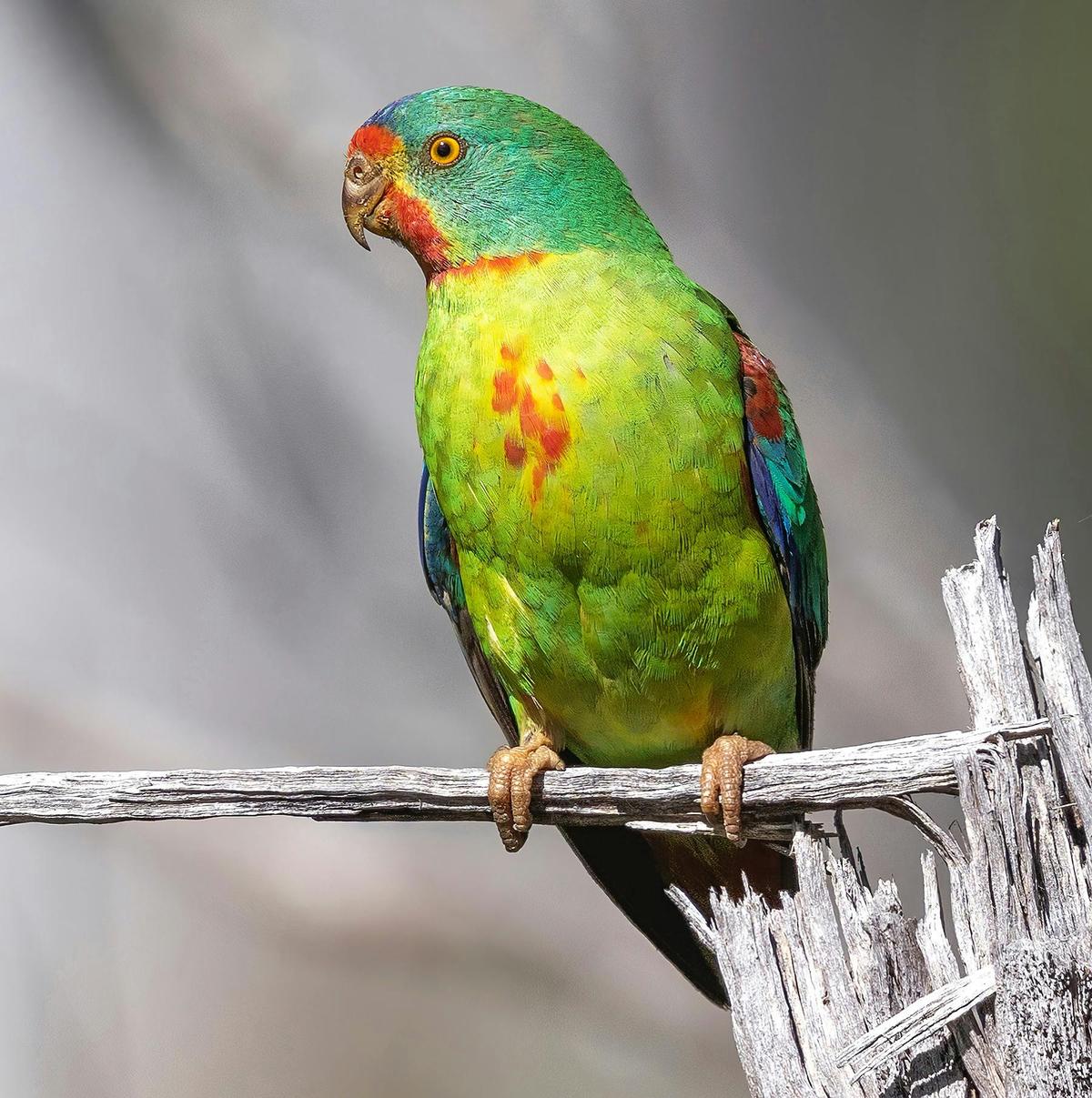 Swift Parrot - an image from a recent exhibition