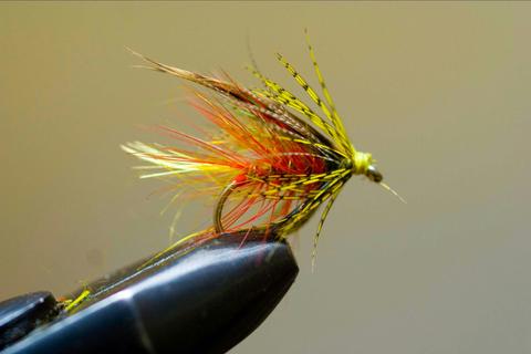 Intermediate fly fisher - skill builder