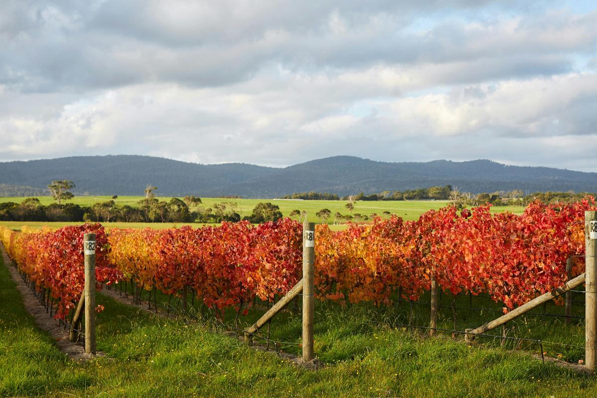 Westella Vineyard & Cellar