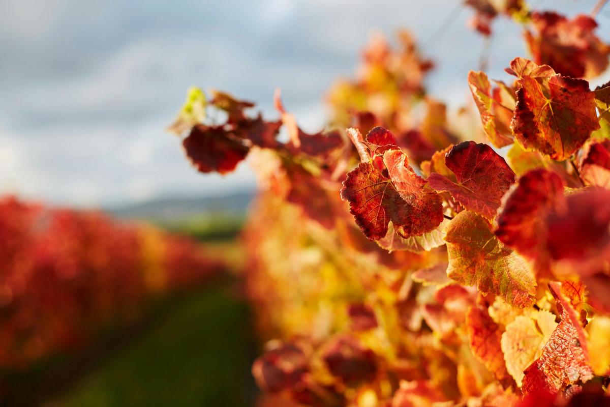 Westella Vineyard & Cellar