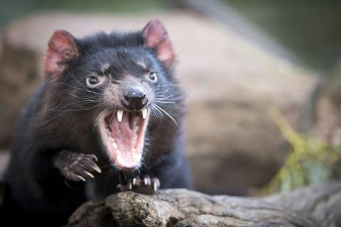 Port Arthur and Tassie Devils