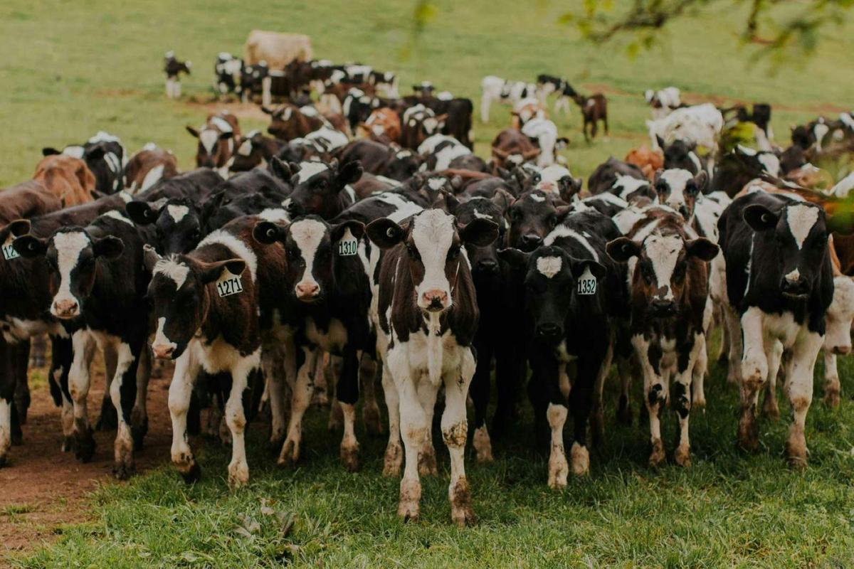 Dairy cows at Ashgrove