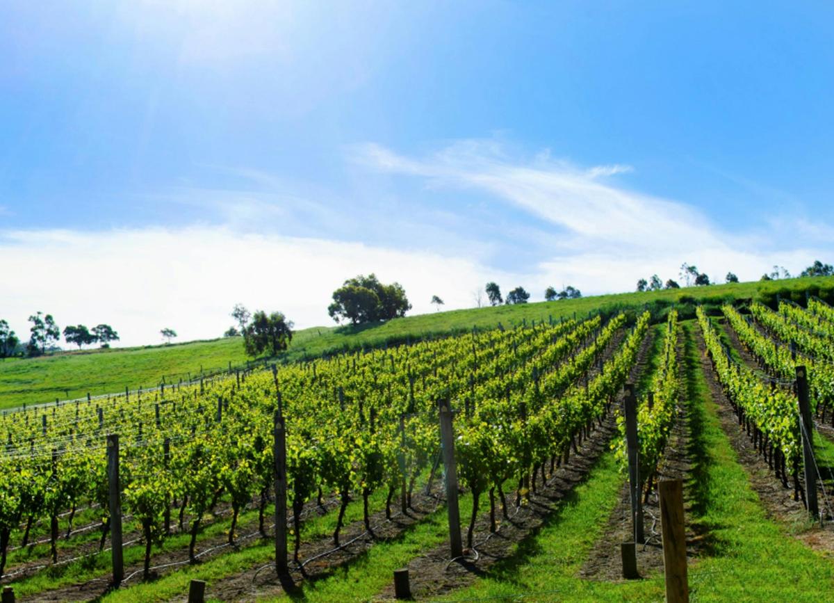 The Vineyard