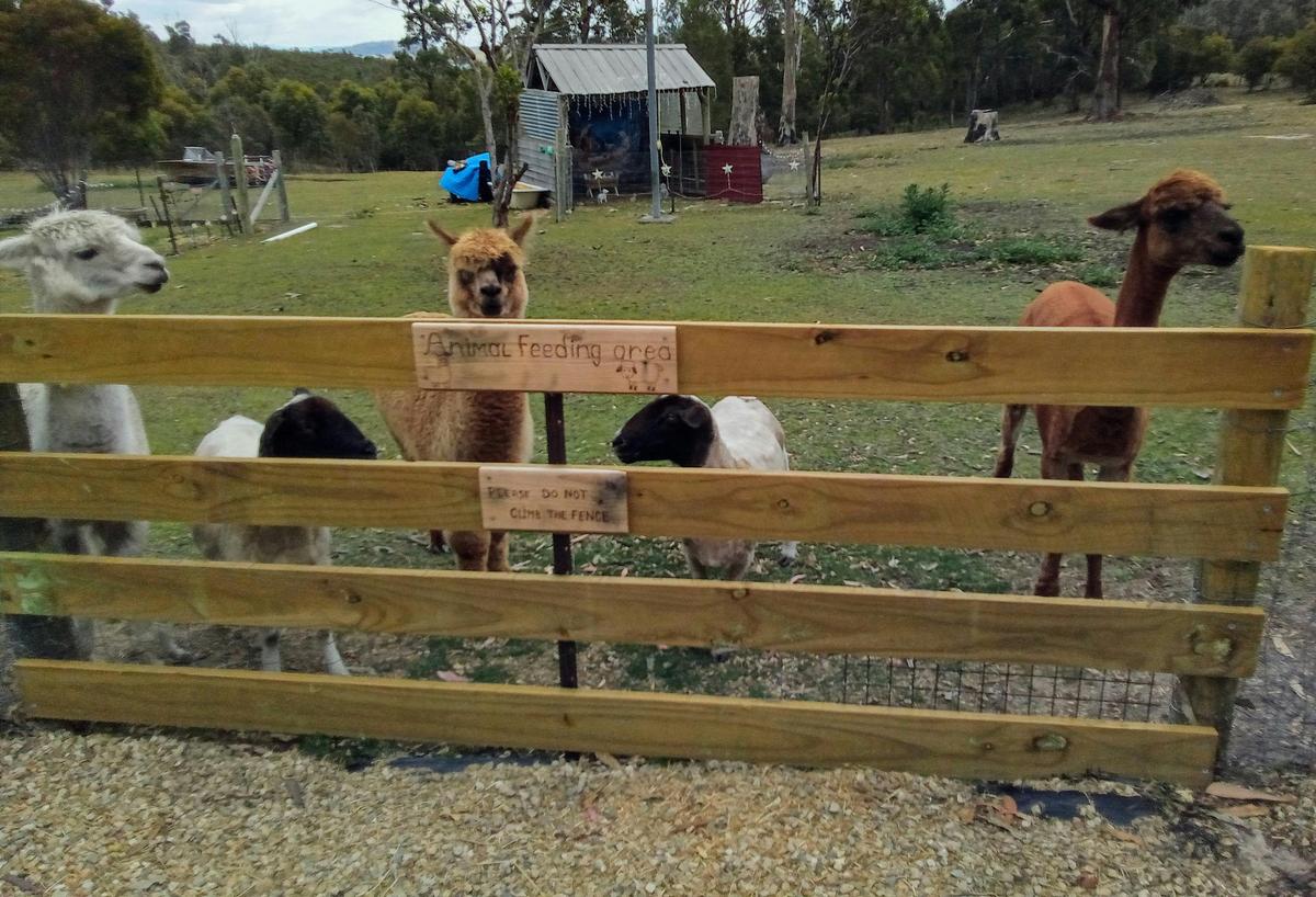 Sheep and Alpacas