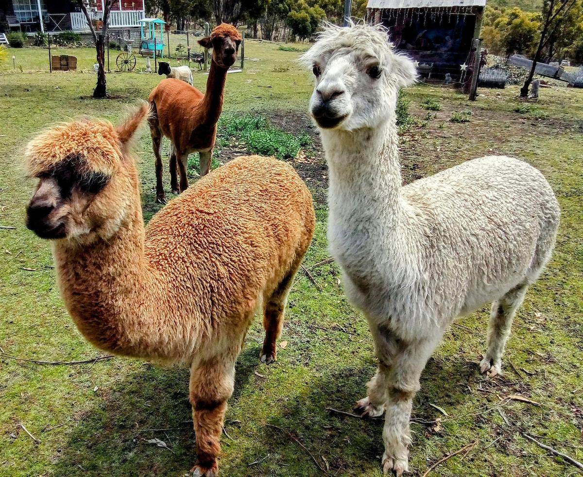 Alpacaz