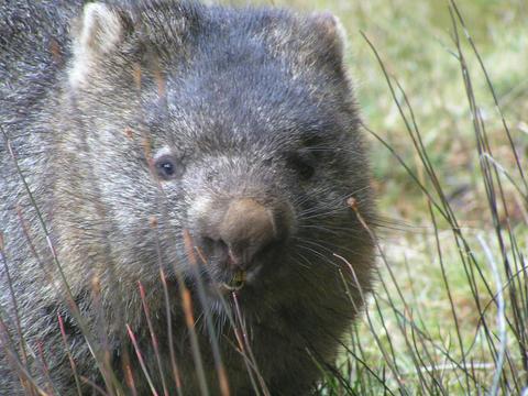 Super 7 / 7 day tour of Tasmania (Original Tour)