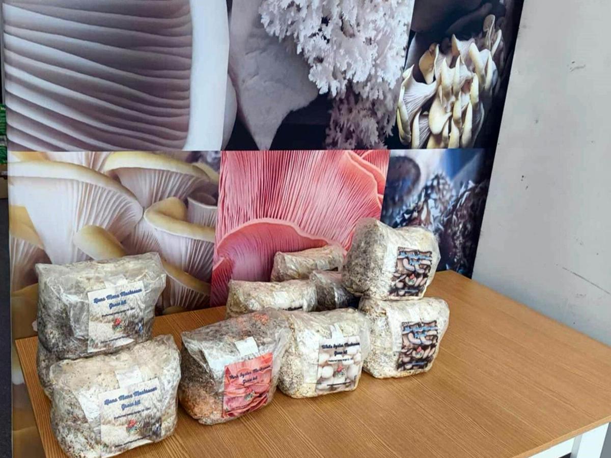 Mushroom Grow Kits