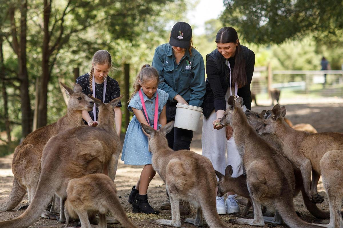 Hand feed the kangaroos