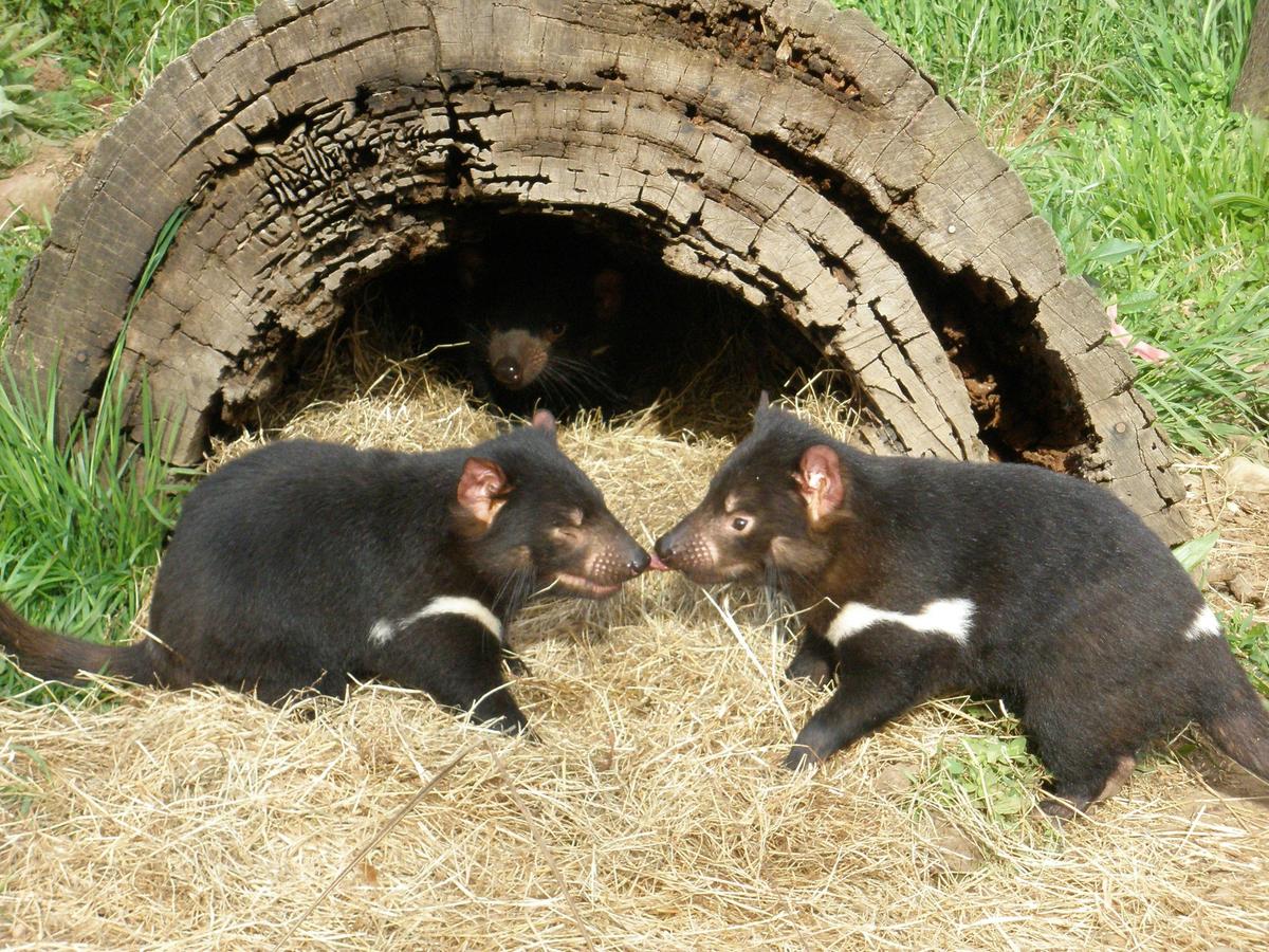 Tasmanian Devils at Wings