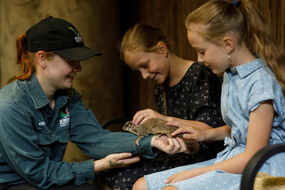 Sugar Glider Encounter