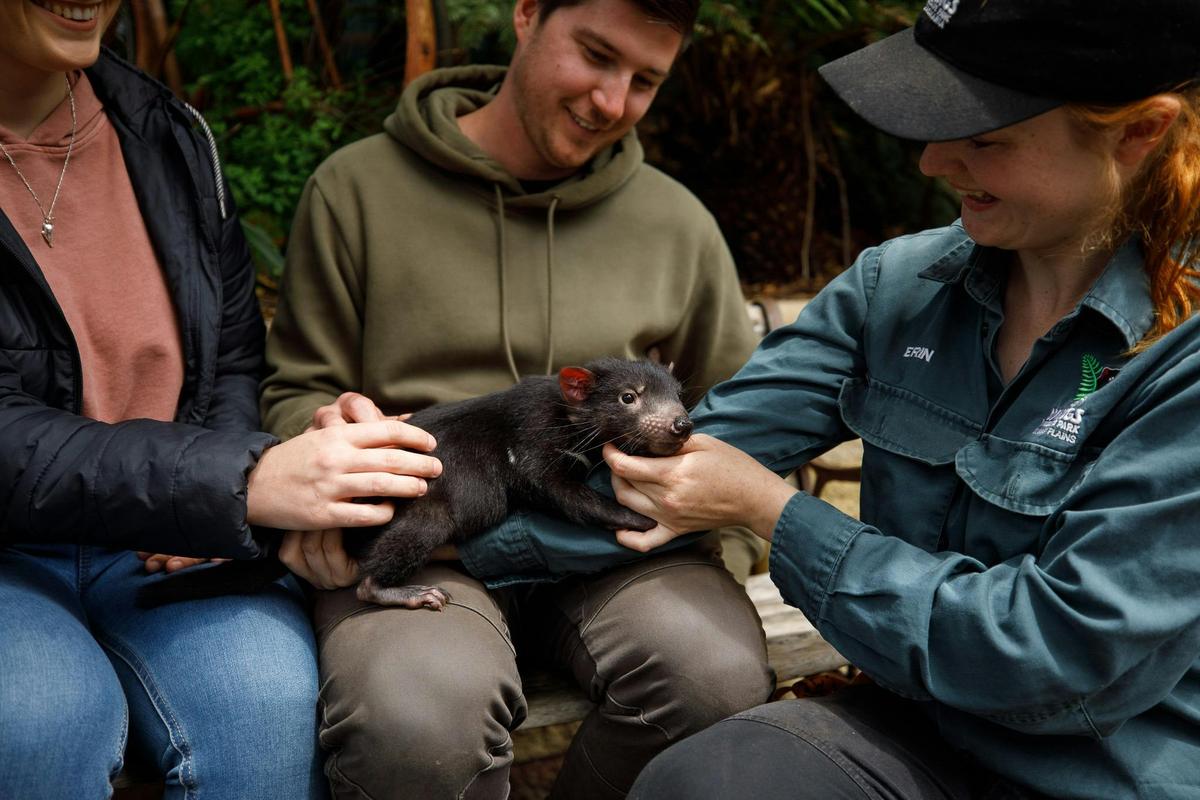 Tasmanian Devil Encounter